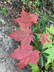 Acer rubrum rubrum