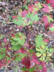 Acer rubrum rubrum