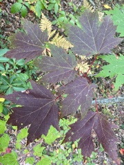 Acer rubrum rubrum