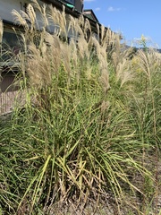 Miscanthus sinensis