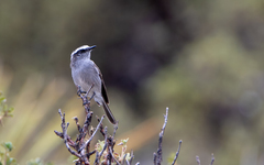 Ochthoeca leucophrys