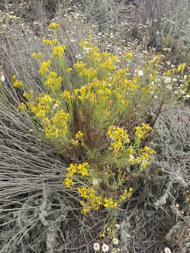 Senecio blochmaniae iNat (2)
