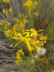 Senecio blochmaniae