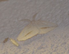 Lychnosea intermicata