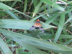Volucella tabanoides