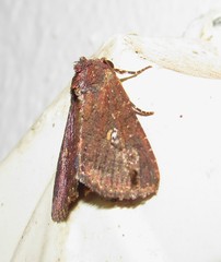 Condicinae