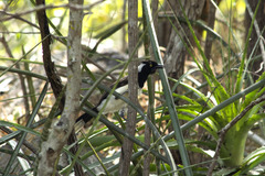 Cyanocorax cyanopogon