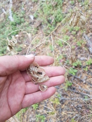 Astragalus propinquus