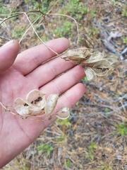 Astragalus propinquus