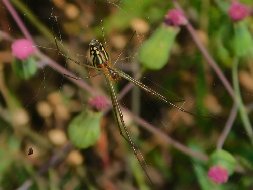 Greater Leucauge photo 6