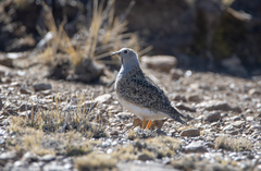 Thinocorus orbignyianus