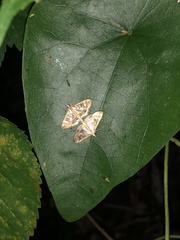 Glyphodes pyloalis