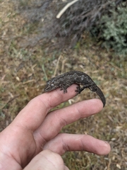 Strophurus intermedius