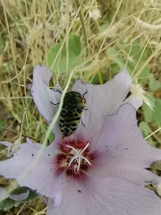 Acmaeodera maculifera