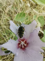 Acmaeodera maculifera