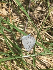 Celastrina ladon