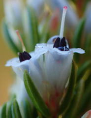 Erica fuscescens