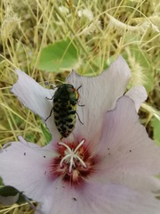 Acmaeodera maculifera