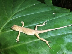 Diploderma polygonatum xanthostomum