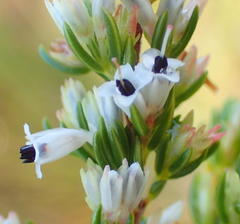Erica fuscescens