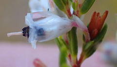 Erica fuscescens