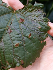 Phyllocnistis vitegenella