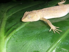 Diploderma polygonatum xanthostomum