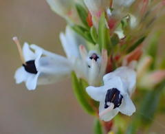 Erica fuscescens