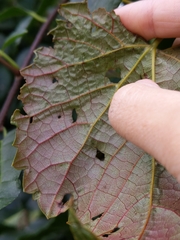 Phyllocnistis vitegenella