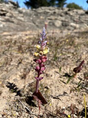 Lachenalia membranacea