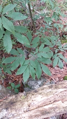 Carya ovata mexicana