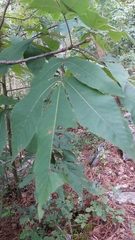Carya ovata mexicana