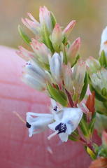 Erica fuscescens