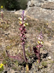 Lachenalia membranacea