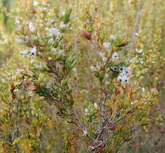 Erica fuscescens