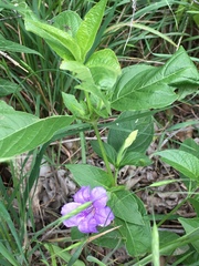 Ruellia strepens