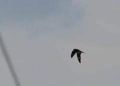 Chordeiles gundlachii