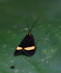 Dioptinae