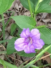 Ruellia strepens