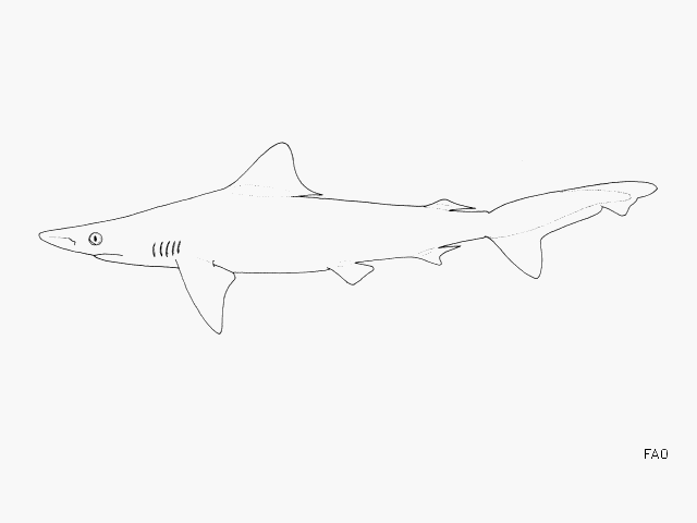 Borneo Shark