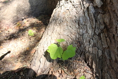 Magnoliopsida