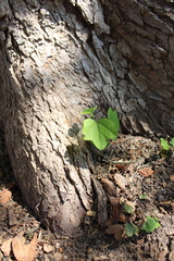 Magnoliopsida