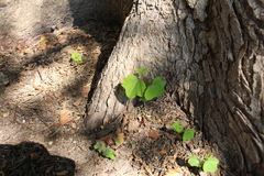Magnoliopsida