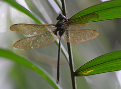 Gynacantha membranalis