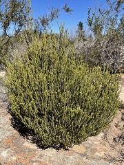Dicerothamnus
