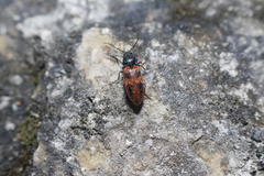 Stropenron nigricollis