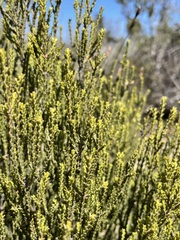 Dicerothamnus