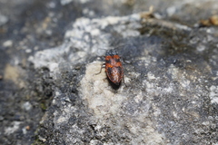 Stropenron nigricollis