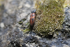 Stropenron nigricollis