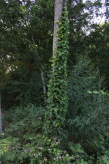 Toxicodendron radicans